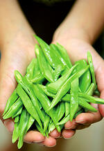 grow your own veg, digging and planting, expert advice, gardening tips, 