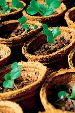 Crops in Pots Biodegradable Coir