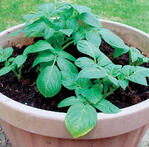 Crops in pots potato plant