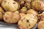 Crops in pots potatoes