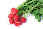 crops in pots, radishes
