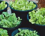 Crops in pots leafy
