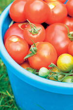 Crops in pots tomatoes