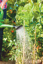 crops in pots, watering