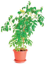 Crops in pots training tomatoes