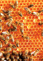 bee keeping, digging and planting, expert advice, 