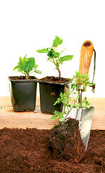 container garden, expert advice, gardening tips, 