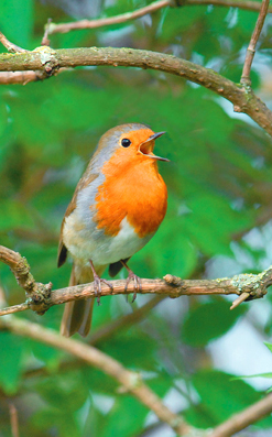 flame tree guides, birdwatching, 