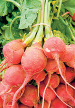 radish1