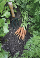 Crops in Pots, carrots