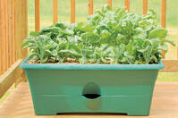 Crops in Pots Plastic 2