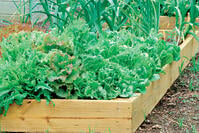 Crops in Pots Raised Bed
