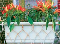 Crops in pots Window Box