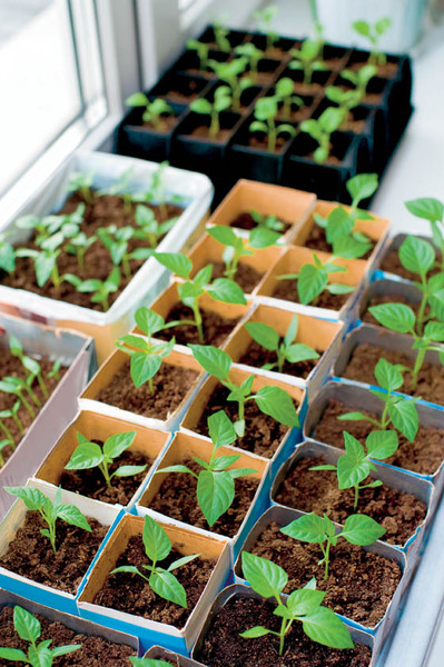 Crops in Pots How to Grow Veg in Containers