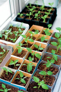 crops in pots, pricking out